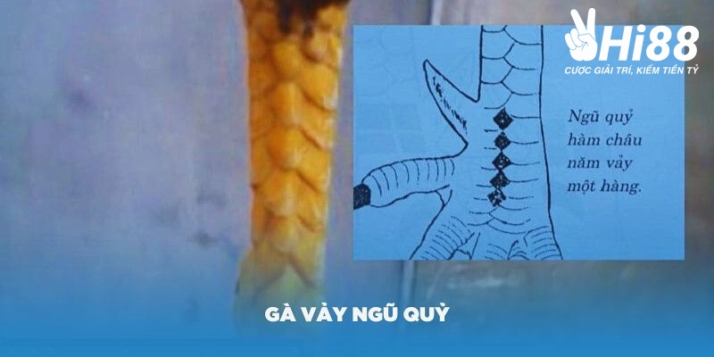 vảy gà ngũ quỷ