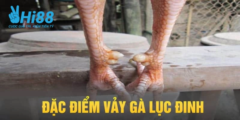 Vảy gà tài lục đinh