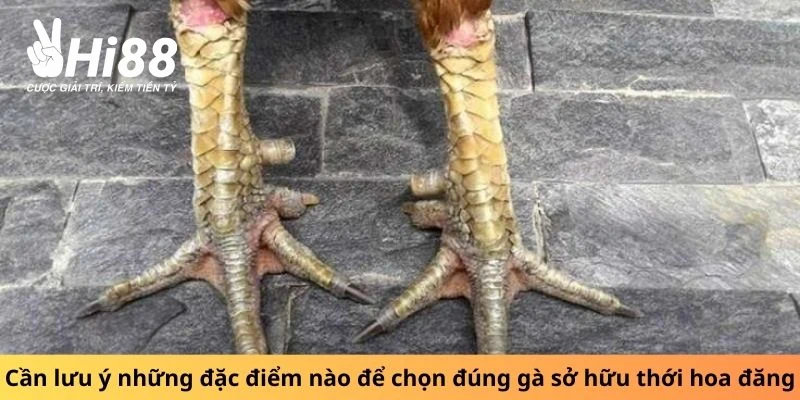 Cần lưu ý những đặc điểm nào để chọn đúng gà sở hữu vảy thới hoa đăng